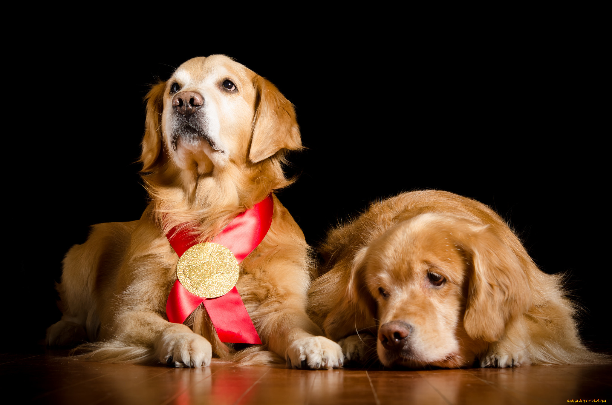 Two golden. Золотистый ретривер. Золотистый лабрадор. Собака золотистый ретривер. Золотистый ретривер чёрный.